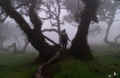 Hiking the Mystic Forest of Fanal