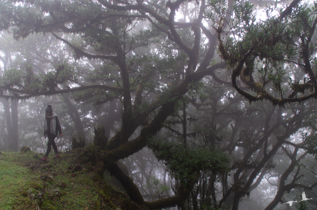 Forest of Fanal, Madeira