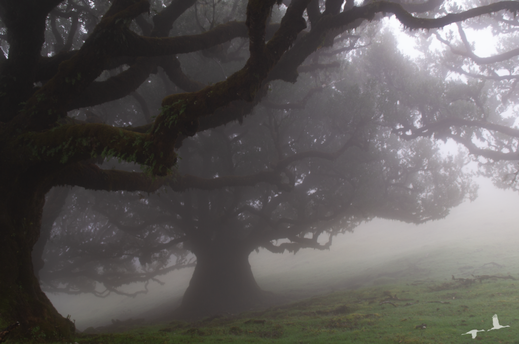Forest of Fanal, Madeira