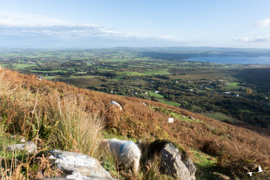 Strickeen Mountain, Gap of Dunloe, Ireland