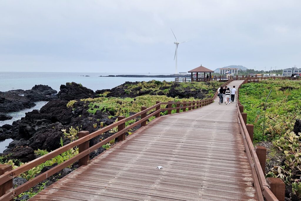 wooden path leading through cactus field on volcanic coastal stretch on Jeju Island