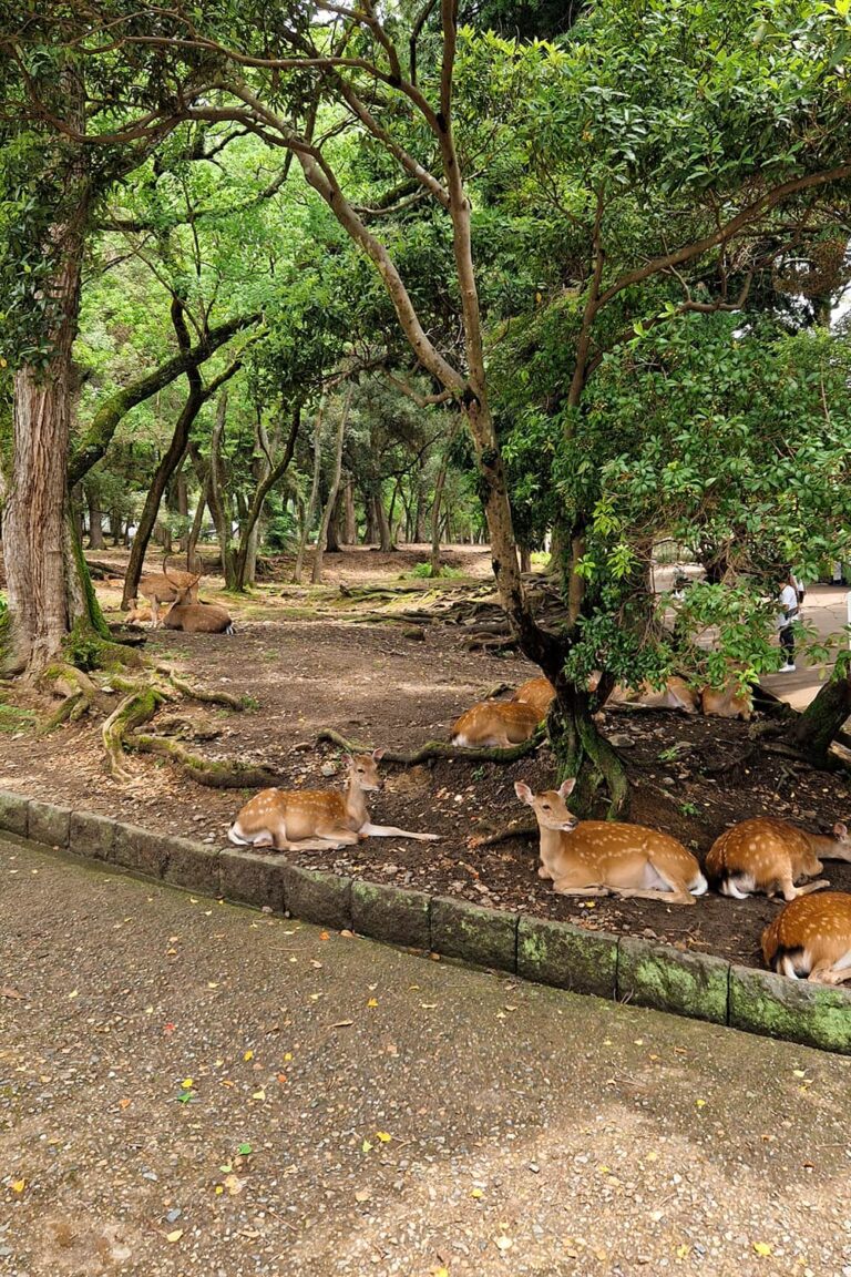 Perfect 1-Day Nara Deer Park Itinerary from Osaka | Nara Day Trip ...