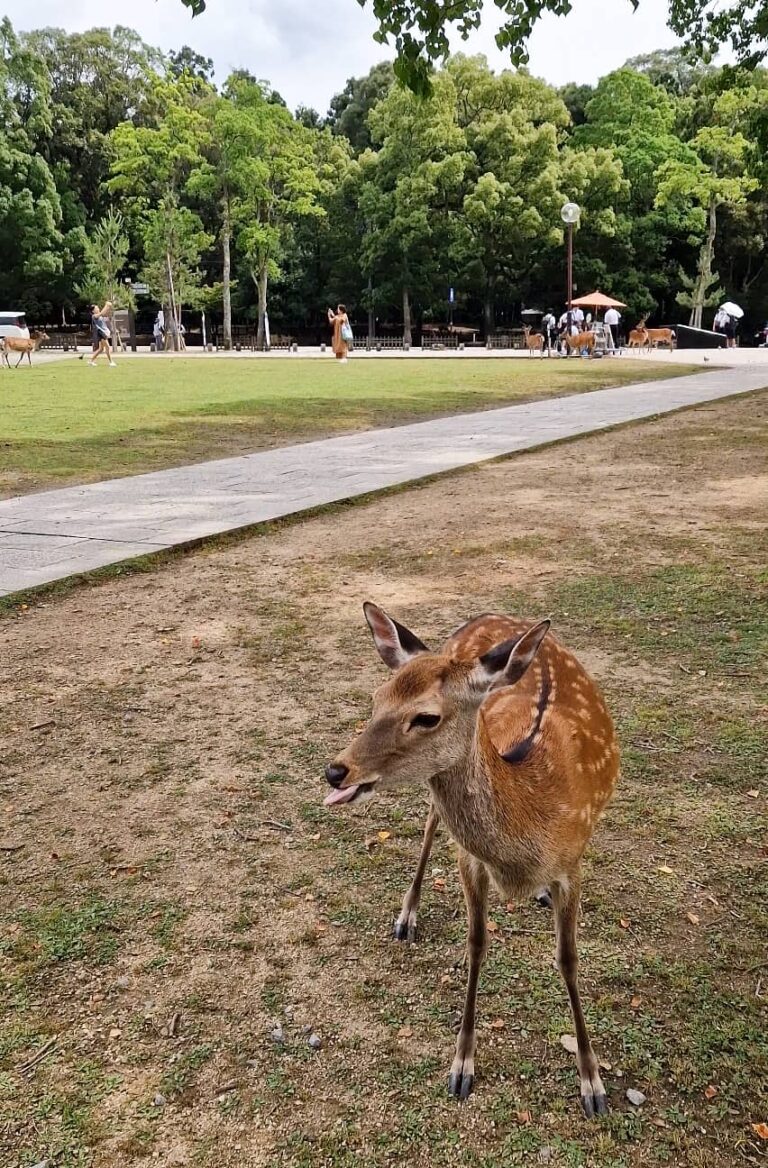 Perfect 1-Day Nara Deer Park Itinerary from Osaka | Nara Day Trip ...