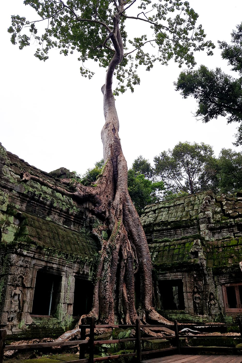 A huge tree coming out of an old temple buidling and twoering over it in Ta Phrom Temple, also called Tomb Raider Temple.