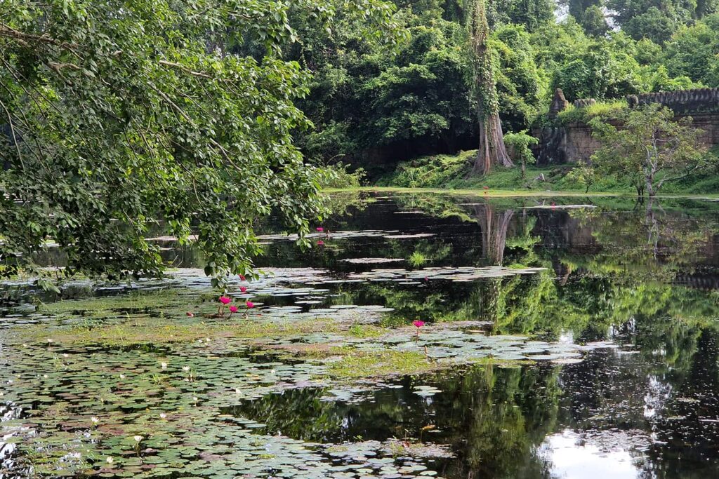 The moat surrounding Preah Khan Temple and a lot of lotus flowers growing on the water.