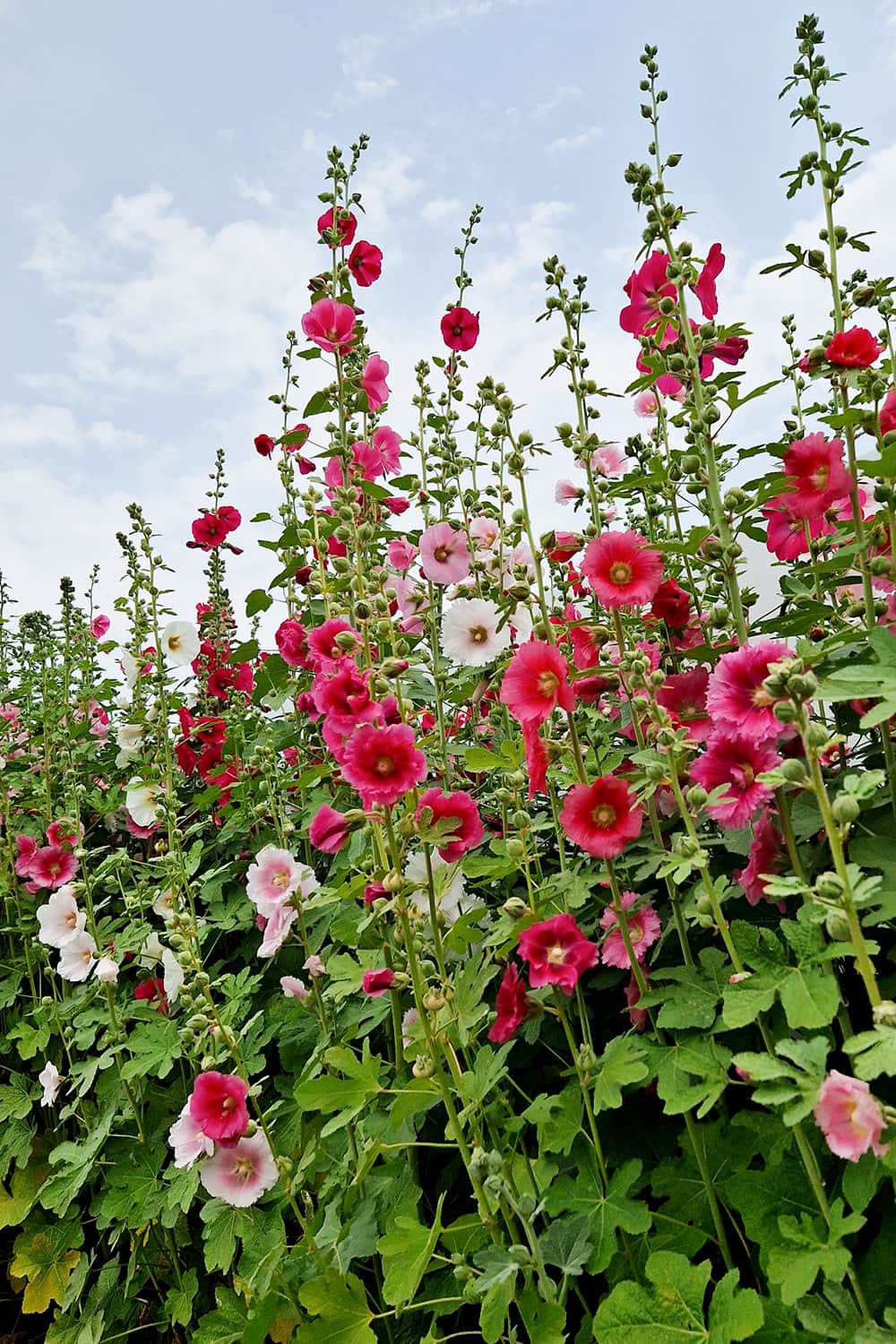 Different kind of pink and red flowers.