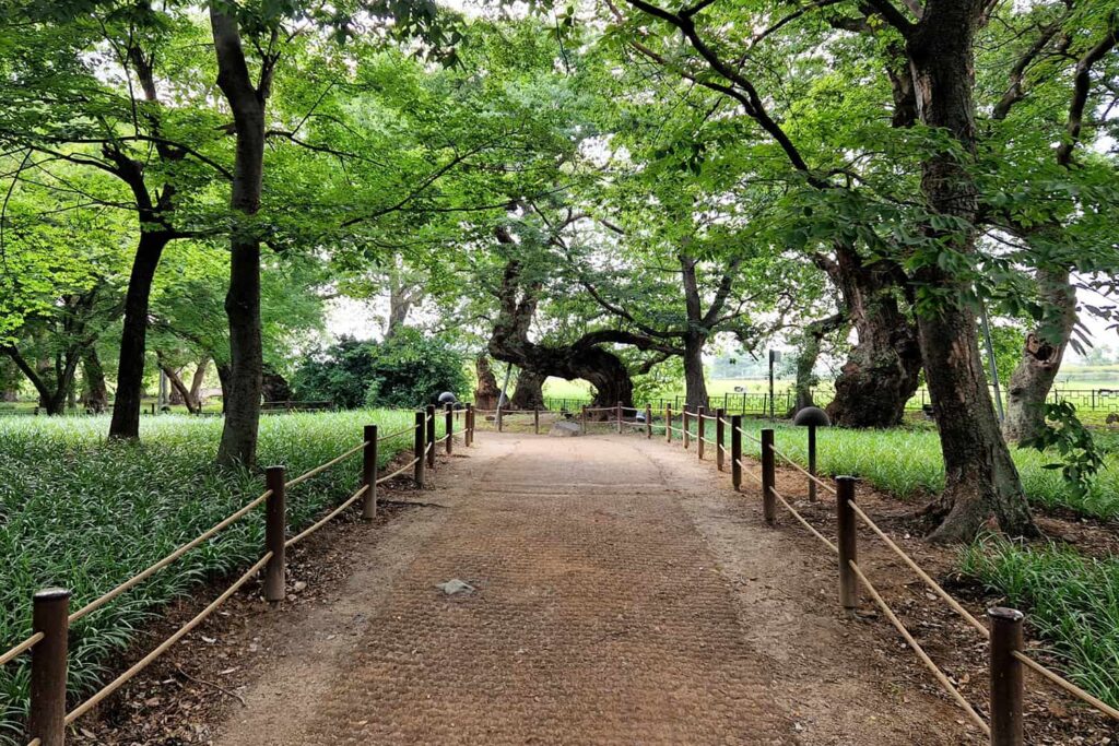 A heart shaped tree in a forest parc in south-korea.