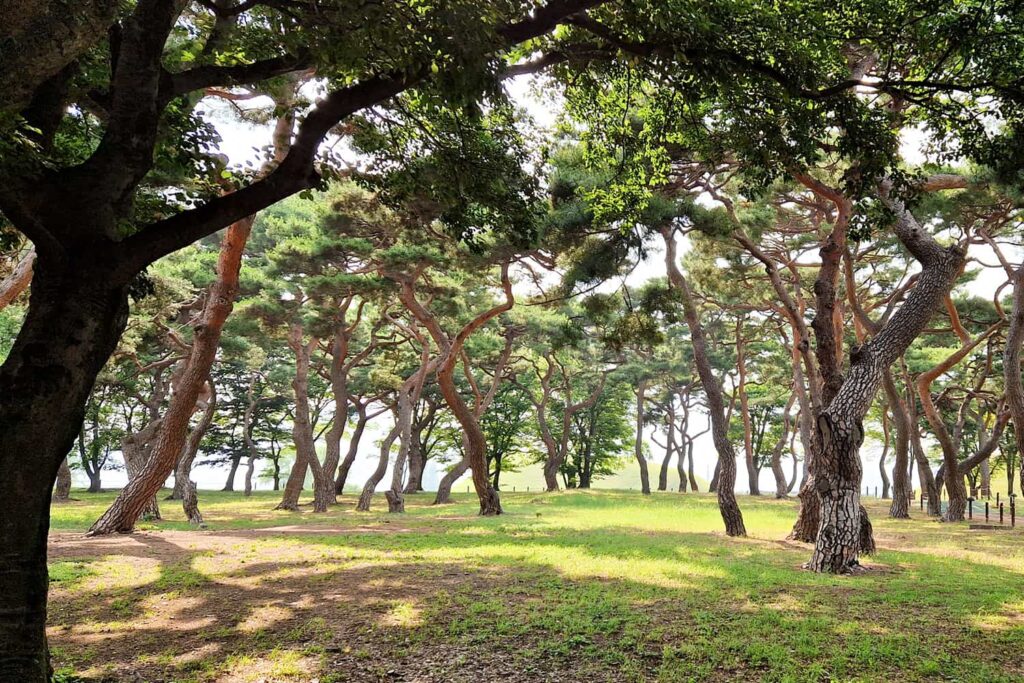 A forest full of pine trees.