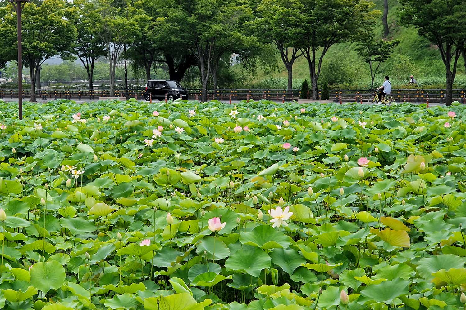 A big field full of lotus flowers and a person biking in the background.