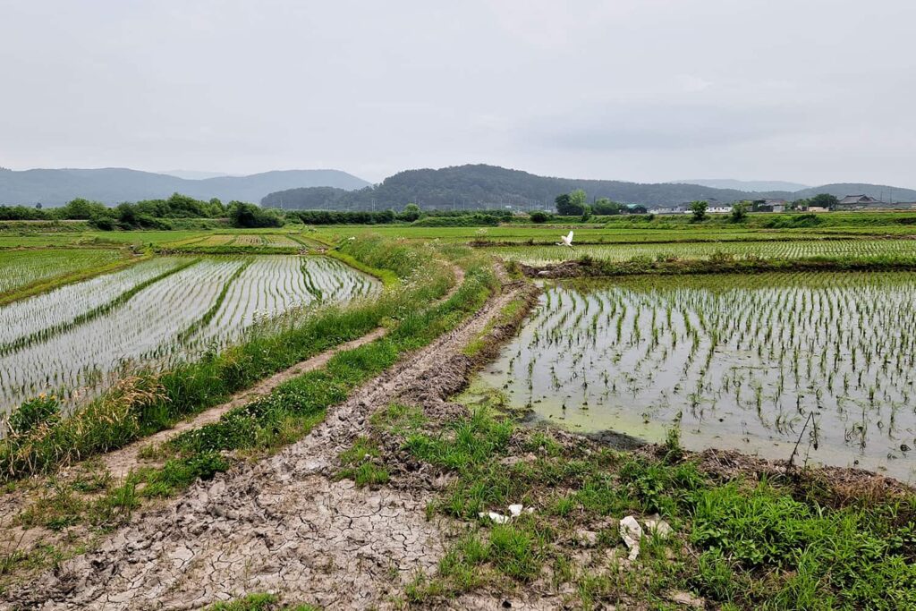 Rice fields in rural South-Korea.